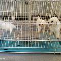 宁德福鼎合规宠物基地繁育，2026购犬甄选高品质繁育场幼犬