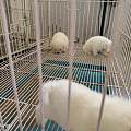 宁德福安狗狗繁育场繁育幼犬，合规犬舍购犬适配家庭新手饲养