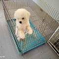 宁德蕉城实测多家宠物犬舍 对比品质维修优选靠谱繁育基地