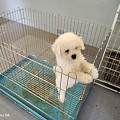 宁德蕉城合规宠物基地繁育，2026犬舍购犬优选纯种健康优质幼
