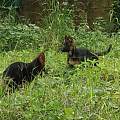 2026甄选景德镇昌江本地犬舍出售比熊博美贵宾犬，专业繁育宠物狗